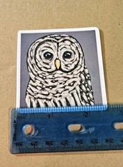 Owl Sticker Matte Vinyl, Original Art, 2.5″ Square Sticker of Barred Owl Art